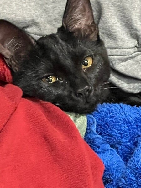 Bella