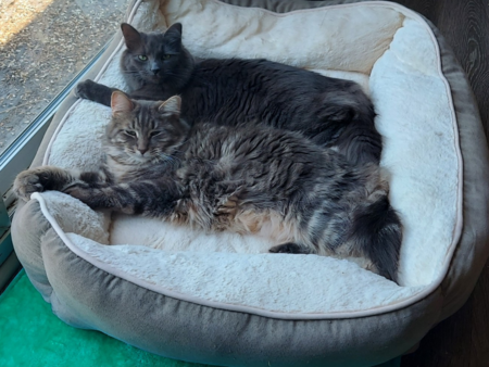 Mocha and Mochi