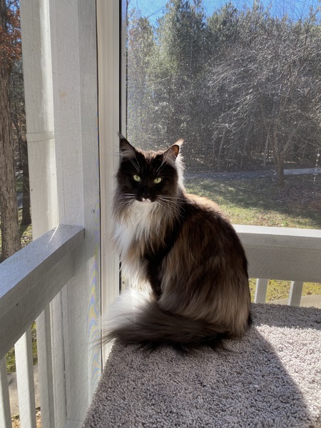 Smokey Joe 