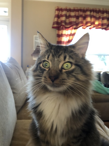 Furgus
