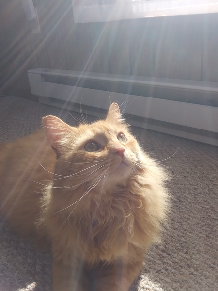 Nico