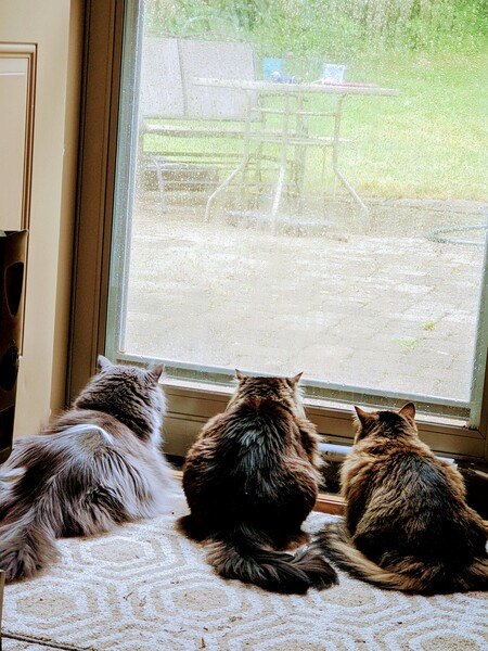 L to R:  Snuggles (not MC), Emily (MC mix), Ivy (MC mix)