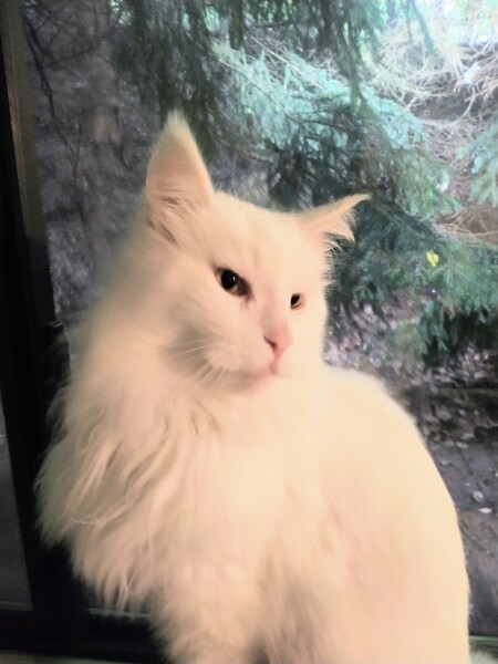 Olaf the White 