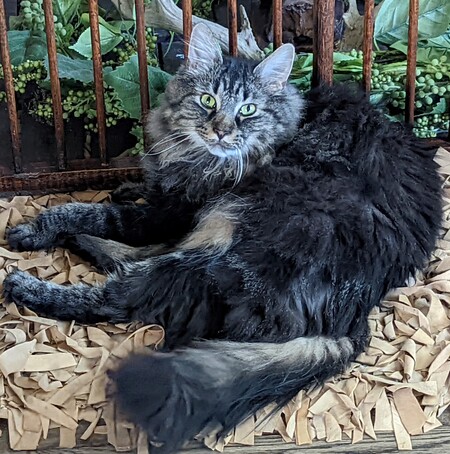 Simon