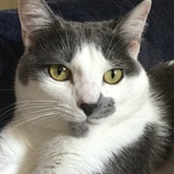 Entry image for Coco