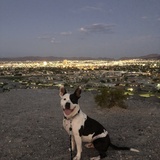 Entry image for Bodie