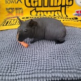 Entry image for Stella