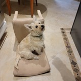 Entry image for Lady