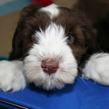 Entry image for Marley