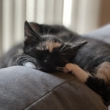 Entry image for Loki 