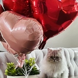 Entry image for Sunshine 