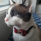 Entry image for POSEIDON