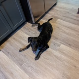 Entry image for Apollo 