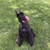 Entry image for Zena