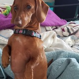 Entry image for Ginger