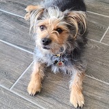 Entry image for Chewbacca