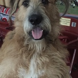 Entry image for Bear