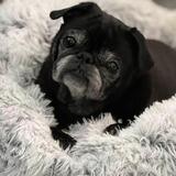 Entry image for Willow