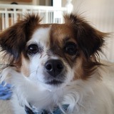 Entry image for Daisy