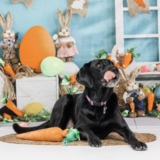 Entry image for Riley