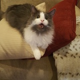 Entry image for Wookiee