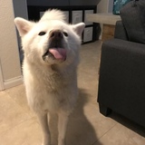 Entry image for Moses 