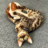 Entry image for Imani Cleopatra Brown