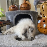 Entry image for Shumai 