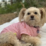 Entry image for Rosie 