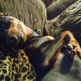 Entry image for Ziva