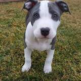 Entry image for Frankie