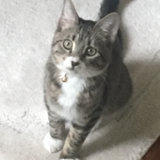 Entry image for Cosmo 