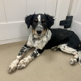 Entry image for Pepper