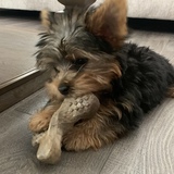 Entry image for Ruby