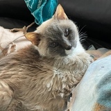 Entry image for Smokey Skky