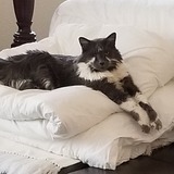 Entry image for Chief