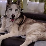 Entry image for Kenzo