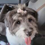 Entry image for Trixie D.