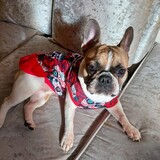 Entry image for Gigi Valentine 