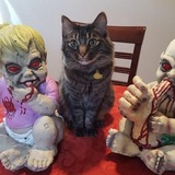 Entry image for Boris 