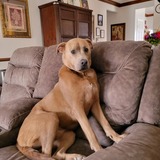 Entry image for Bobo