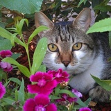 Entry image for Dart