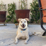 Entry image for George Jones