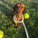 Entry image for Trout