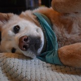 Entry image for Ziggy