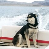 Entry image for Roxy