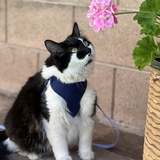 Entry image for Athena Floof