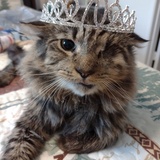 Entry image for Celestial