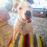 Entry image for Tasha