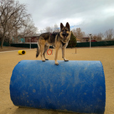 Entry image for Chewybacca 